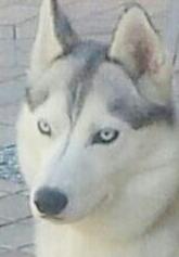 Spirit Of The Wind's Grey mouse