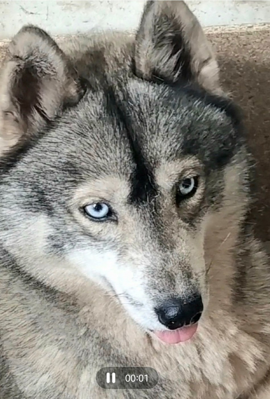 rey norte maleficent