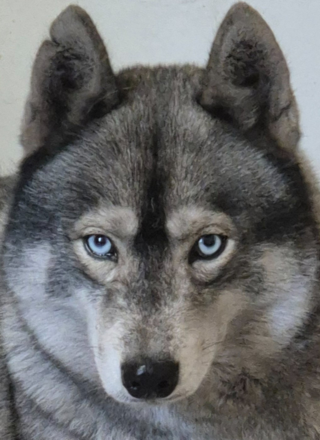 rey norte Maleficent