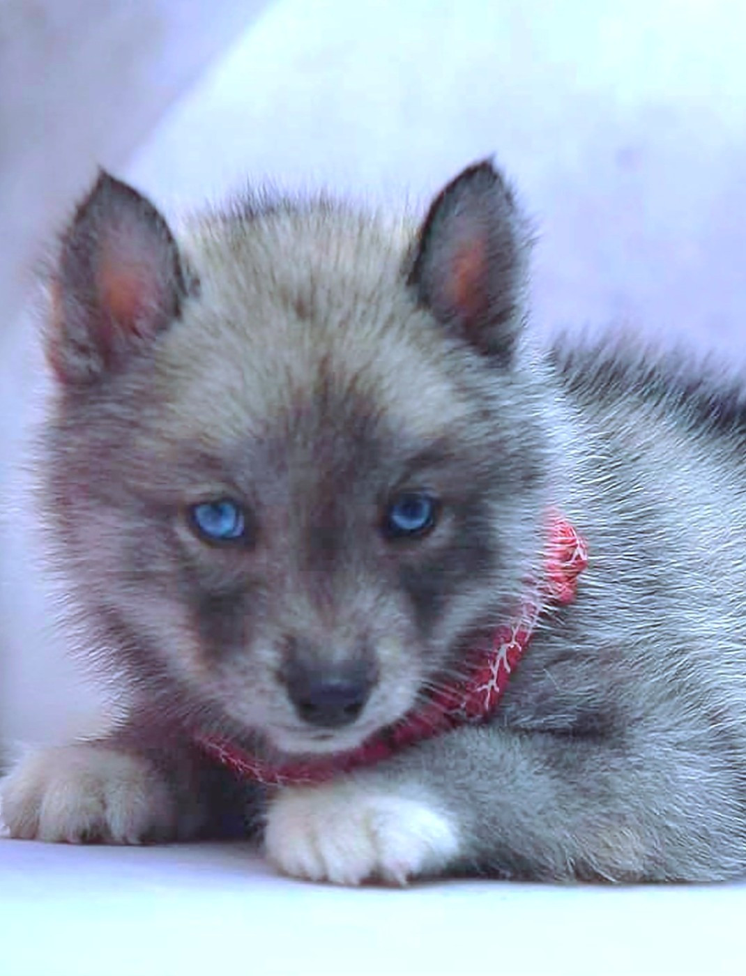 rey norte Maleficent