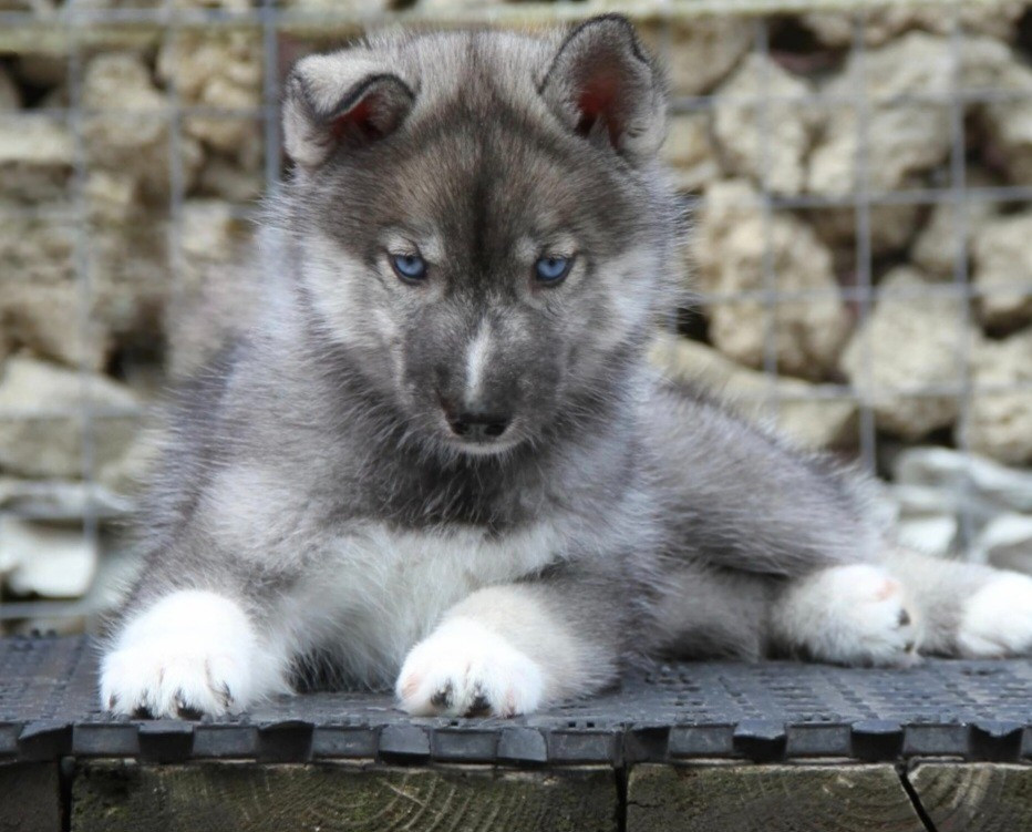 Festa Eterna Cassandra